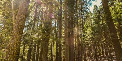Door de bomen het bos weer zien: SEO quick wins voor webwinkeliers